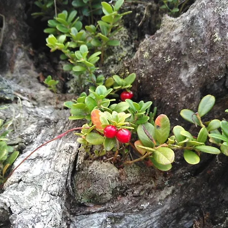 Dahuam In Mit Balkoniterrasse Gerlos