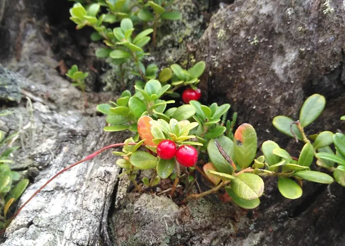 Dahuam In Mit Balkoniterrasse Gerlos